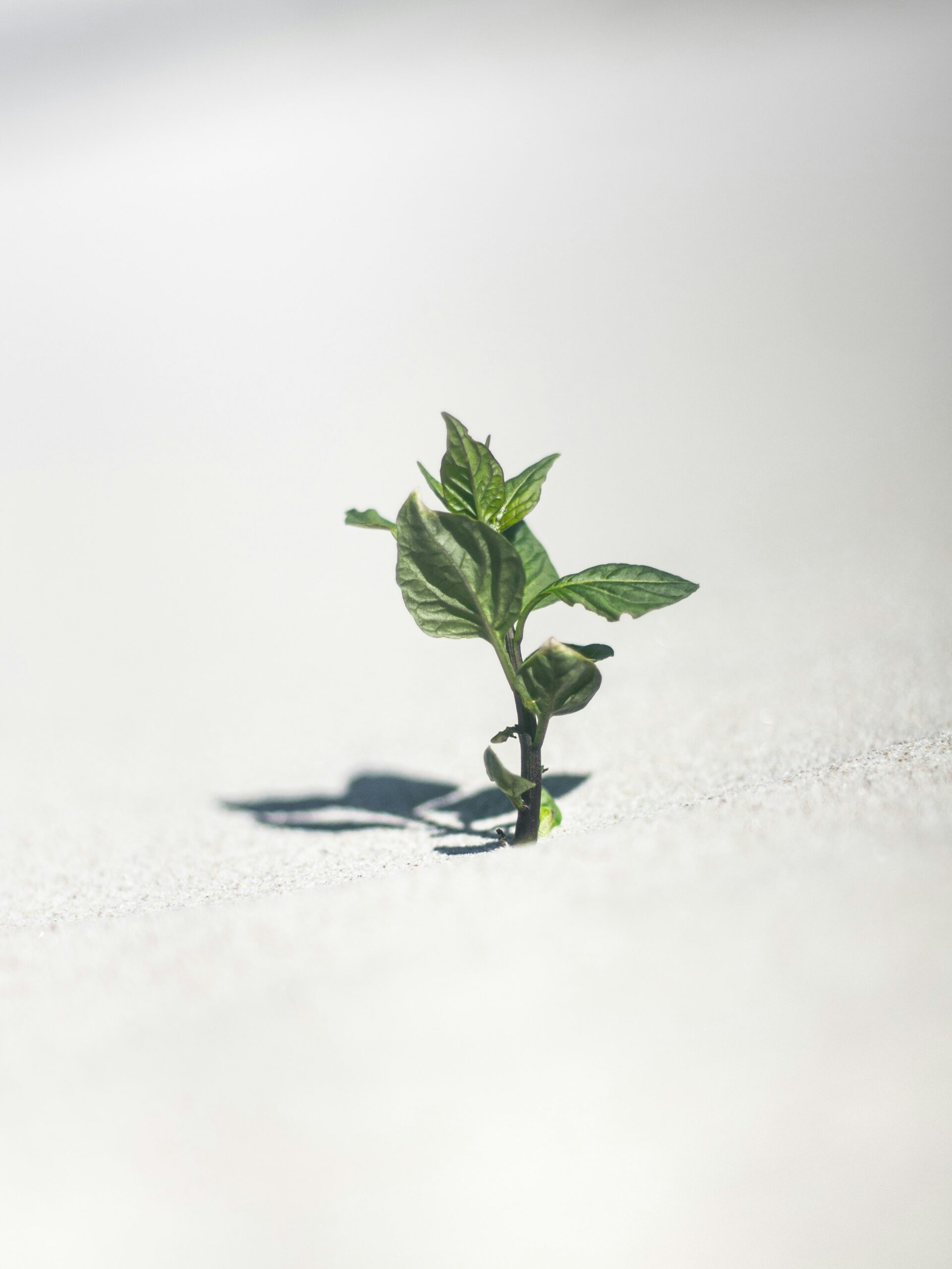 green plant on white snow