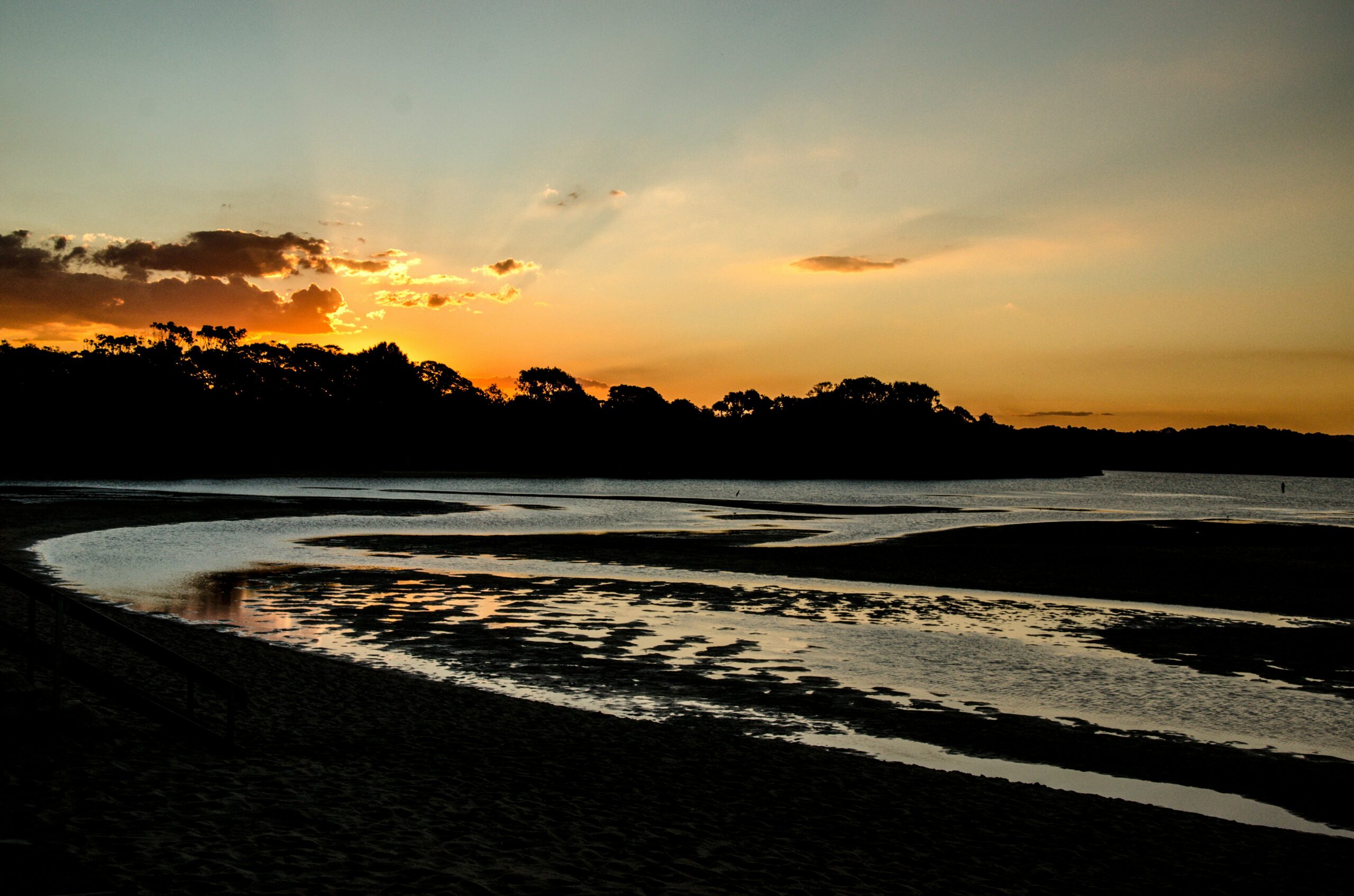 silhouette of trees on beach during sunset